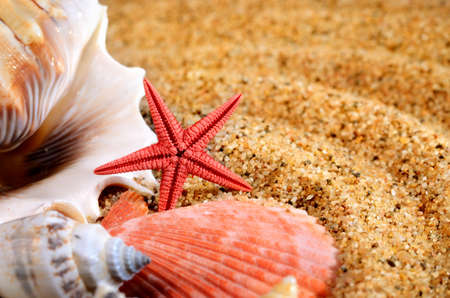 sea star and shells on the sandy beachの写真素材
