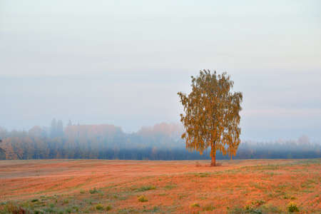 Lonely tree in the field during strong fogの写真素材