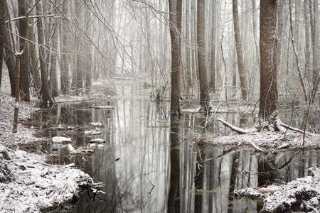First snow in a forest swamp landscapeの写真素材