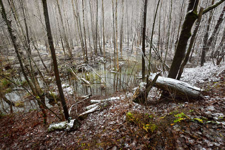 First snow in a forest swamp landscapeの写真素材