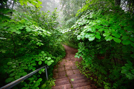 staiway in forest disappearing in fogの写真素材
