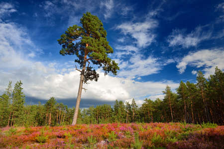 Northren forest with colorful foregroundの写真素材