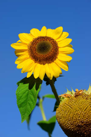 Sunflower close-up against dark blue skyの写真素材