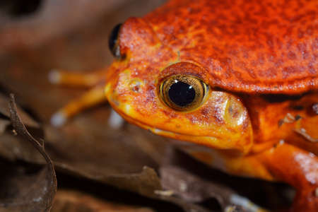 The false tomato frog Dyscophus guineti in terrariumの写真素材