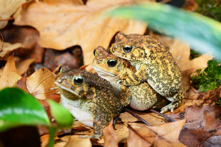African common toad Amietophrynus gutturalis mating