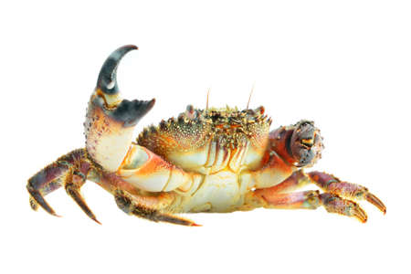 colorful stone or warty crab Eriphia verrucosa isolatedの写真素材
