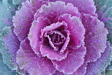 Ornamental decorative cabbage covered with a morning frostの写真素材