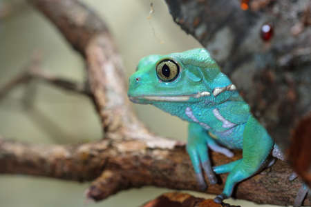 Waxy monkey leaf frog Phyllomedusa sauvagii