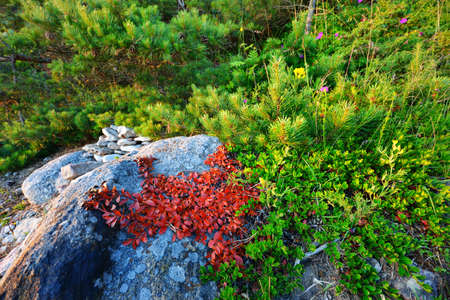 Forest on Hiumaa island, Estoinaの写真素材
