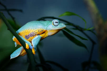 green flying frog Frog Rhacophorus reinwardtii