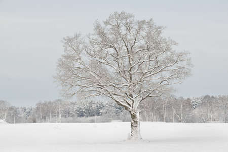 Winter wonderland in snow covered forest and rural area. Latviaの写真素材