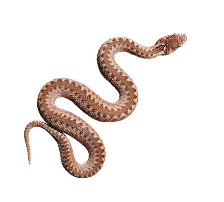 Common viper snake isolated on white