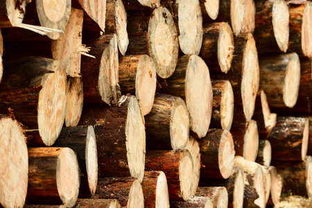 cutted tree stumps texture