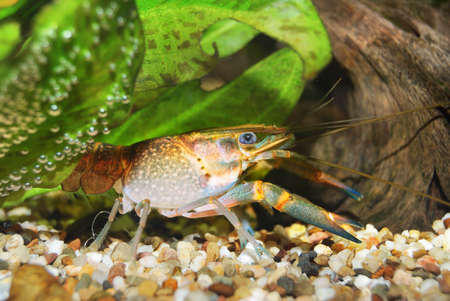 colorful Australian blue crayfish - cherax quadricarinatus in aquariumの写真素材