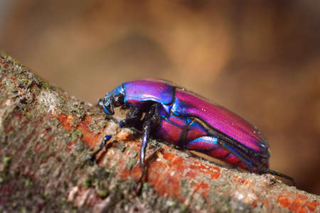 Flower chafers or flower scarabs (Cetoniinae) in terrariumの写真素材