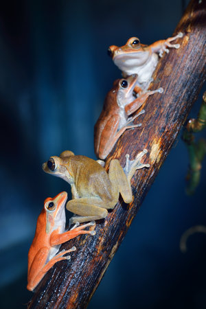 Common tree frog Polypedates leucomystax in terrariumの写真素材