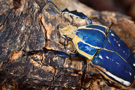Flower chafers or flower scarabs (Cetoniinae) in terrarium
