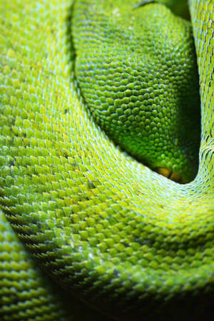 green tree python Morelia viridisの写真素材