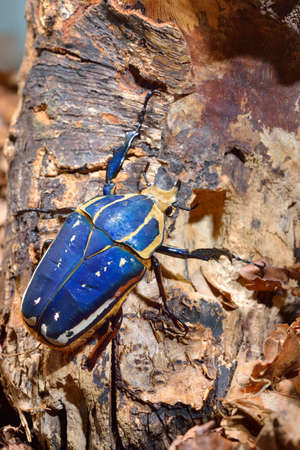 Flower chafers or flower scarabs (Cetoniinae) in terrarium