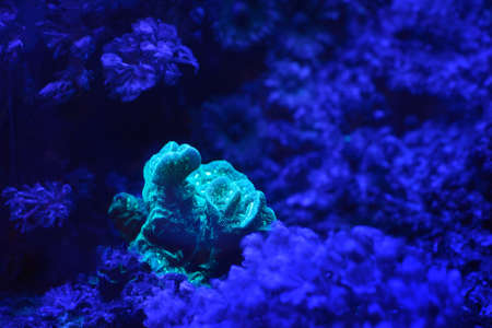 Sea anemones and corals in marine aquariumの写真素材