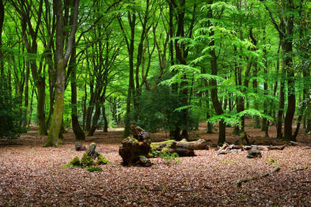 Spring forest in the Netherlands