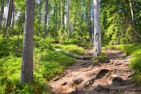 Road in the northern forest in Finland
