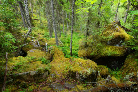 Forest on granite rocks and canyons in Finlandの写真素材