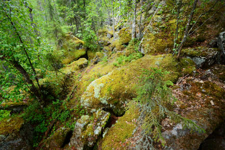 Forest on granite rocks and canyons in Finlandの写真素材