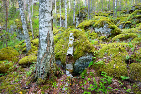 Forest on granite rocks and canyons in Finlandの写真素材