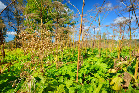 Cow parsnip or the toxic hogweed (Heracleum)