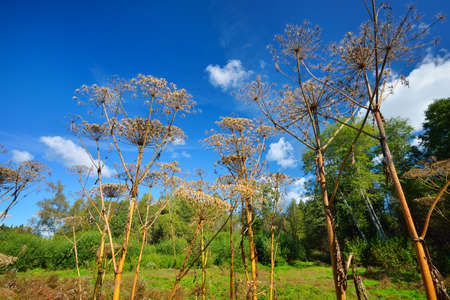 Cow parsnip or the toxic hogweed (Heracleum)