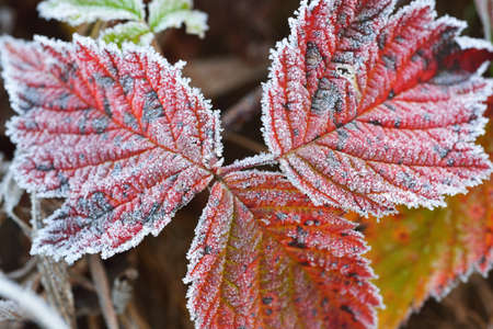 Frozen plants in winter with the hoar-frost