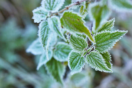 Frozen plants in winter with the hoar-frost