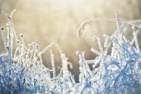 Frozen plants in winter with the hoar-frostの写真素材