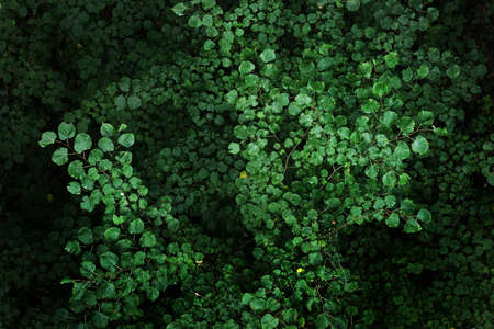 Tree leaves patternの写真素材