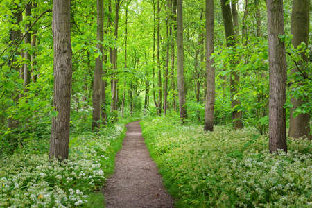 Walkway in Stochemhoeve forest park in the Netherlandsの写真素材