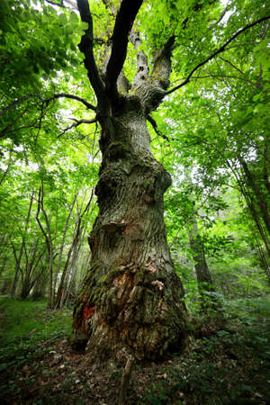 Old oak tree in a green hazelnut forest