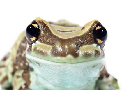 Golden-eyed tree frog or Amazon milk frog Trachycephalus resinifictrix isolated