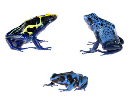 Blue dyeing dart frog Dendrobates tinctorius isolated on whiteの写真素材