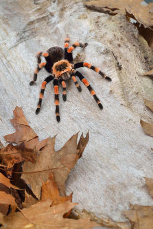 Birdeater tarantula spider Brachypelma smithi in natural forest environment. Bright orange colourful...