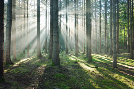 Sun rays in a fog in a misty morning green forest. Osnabruck, germanyの写真素材