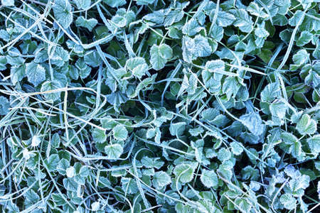 Grass covered with morning rime in Autumn.の写真素材