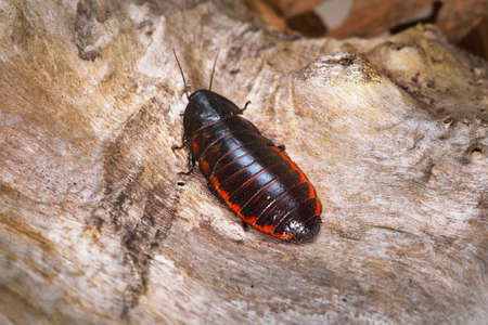 Black giant madagascar hissing cockroach in natural environment. Princisia vanwaerebeki.