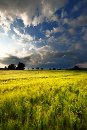 Fresh lush green meadow against cloudy dramatic sky on a summer evening with a dramatic skyの写真素材