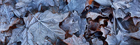 Maple leaves covered with crystal clear hoarfrost. Texture, background, wallpaper, graphic...