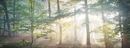 Panoramic view of the majestic evergreen forest in a morning fog. Mighty pine tree silhouettes. Atmospheric dreamlike summer landscape. Sun rays, mysterious golden light. Nature, fantasy, fairytaleの写真素材