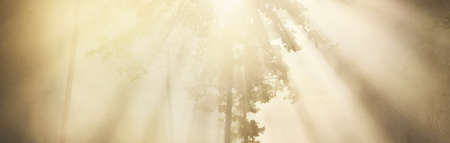 Mysterious evergreen forest at sunrise. Golden sunlight, sunbeams, fog, haze. Pine and fir trees...