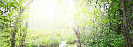 Emerald green deciduous forest. Swamp, moss, fern, plants, birch trees. Pure sunlight. Northern woodland. Tranquil landscape. Ecology, ecosystems, environmental conservation, nature, ecotourismの写真素材