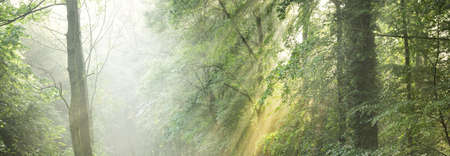Pathway in a majestic green deciduous forest. Natural tunnel. Mighty tree silhouettes. Fog, sunbeams, soft sunlight. Atmospheric dreamlike summer landscape. Pure nature, ecology, fantasy, fairytaleの写真素材