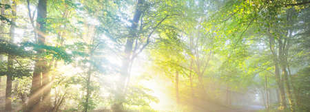 Pathway in a majestic green deciduous forest. Natural tunnel. Mighty tree silhouettes. Fog, sunbeams, soft sunlight. Atmospheric dreamlike summer landscape. Pure nature, ecology, fantasy, fairytaleの写真素材